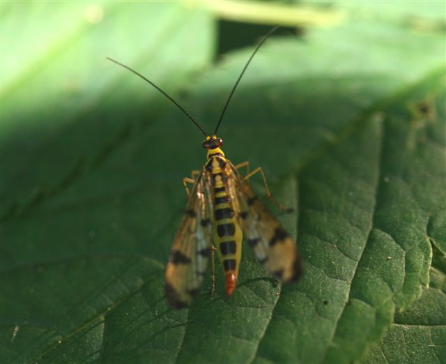 Panorpa sp.
